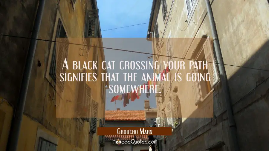 Funny Quote of the Day - A black cat crossing your path signifies that the animal is going somewhere. - Groucho Marx